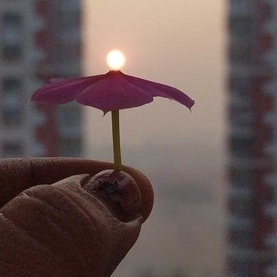 sun with pink flower 🌺🌞