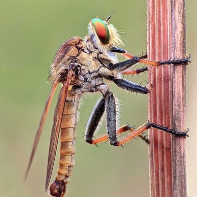 Asilidae 🐝