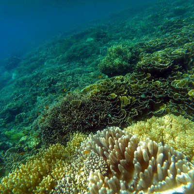 Keindahan dalam laut di pulau Derawan