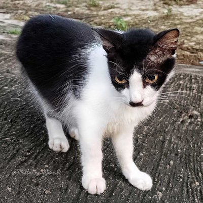 Domestic Cat 
