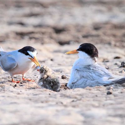 Burung Dara laut jambul