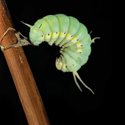 caterpillar