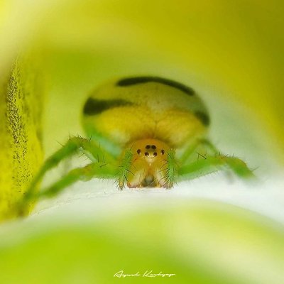A kidney garden spider 🕷️
