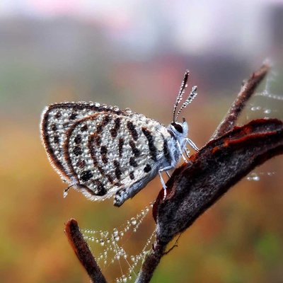 Butterfly.