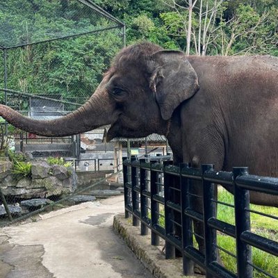 Gajah