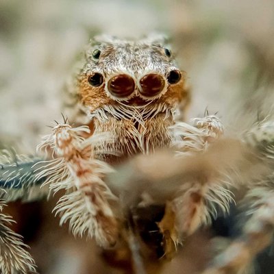 phaeacius Malayensis Spider.