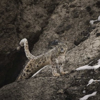 The MASTER of CAMOFLAUGE 