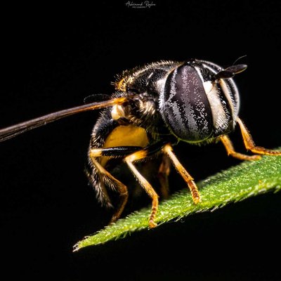 Hoverfly 