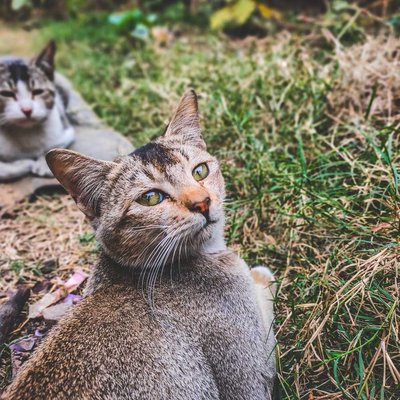 "This cat is always ready for a good play session."