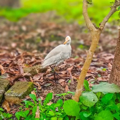 Cattle egret 