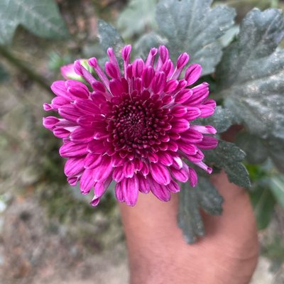 Chandramallica