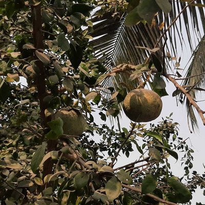 Have you ever ate wood apples?