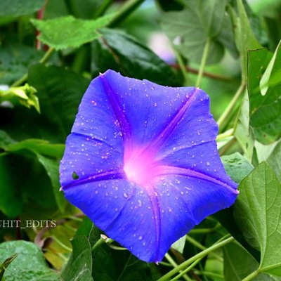 Morning Glory Flower
