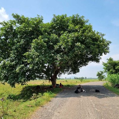 the man who plant a tree , plant a hope 🙏🏻