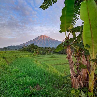   Persawahan