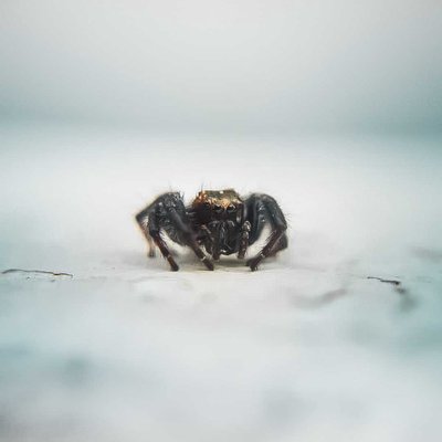 tiny creatures.