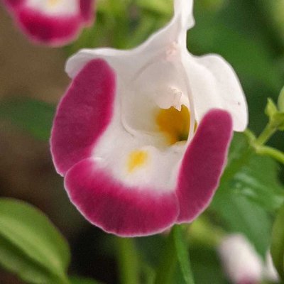 Wishbone Flower Plant

