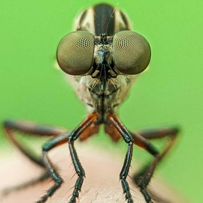 Macro Extreme ( RF byson )