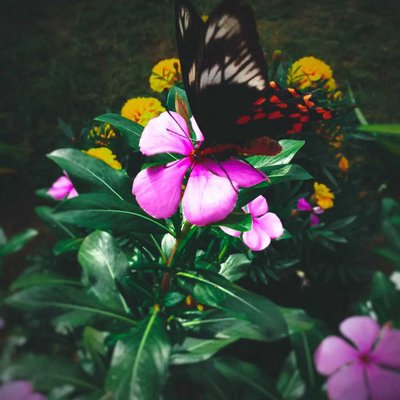 butterfly 