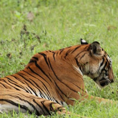 Tigress from Nagarhole 