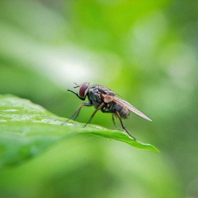 Fly.