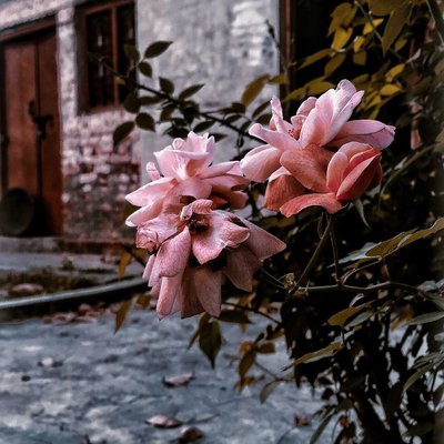 Pink Rose 