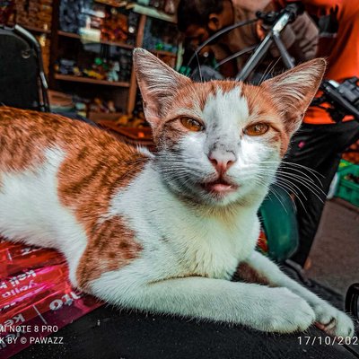 cat 🐱🐱🐱