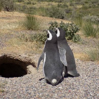Punta Tombo