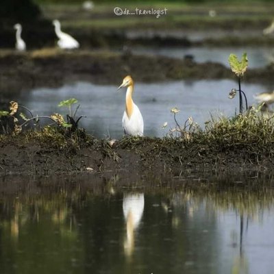 Intermediate egret.