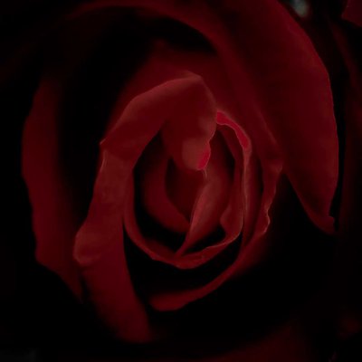rose🌹