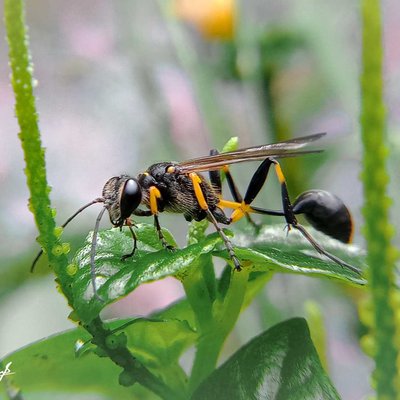 Sceliphron caementarium