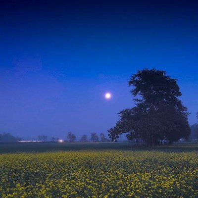 Moon and mustard field 🌼🌼