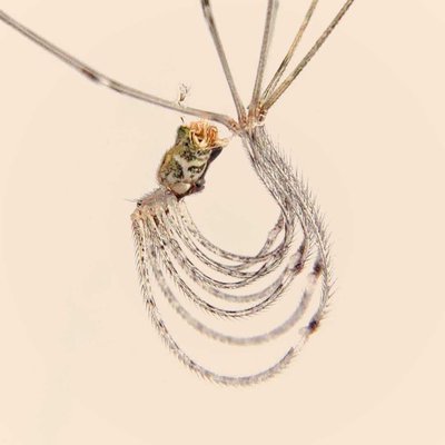 mobile macrophotography