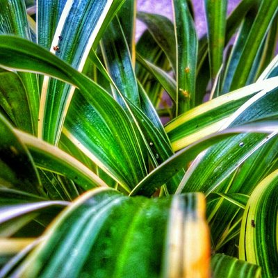CHLOROPHYTUM LAXUM 