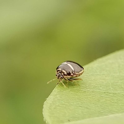 Plataspidae