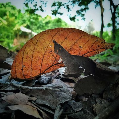 Dried leaves 