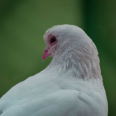 white pigeon
