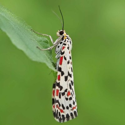 Crimson-speckled moth