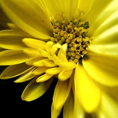 Flower closeup. 