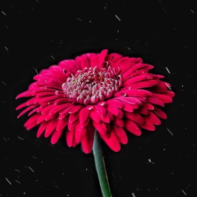 Transvaal Daisy🌼