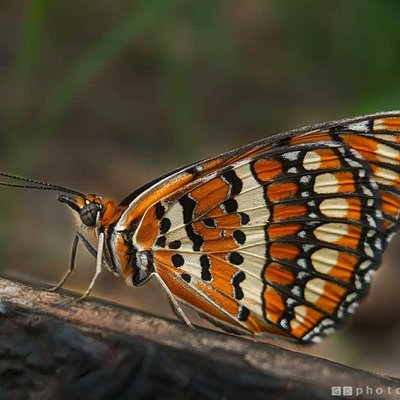 Spotted Joker Butterfly 