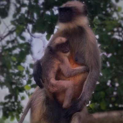 monkey🐒🙈🐵