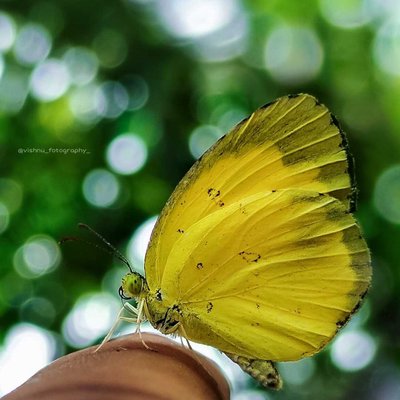 butterfly 🦋