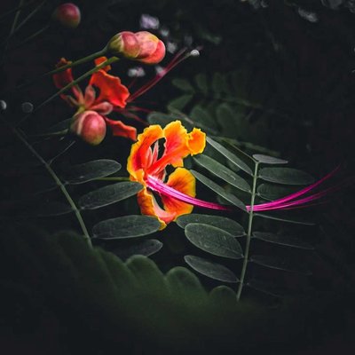 peacock flower 🌸