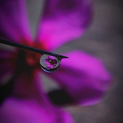 macro photography 📲