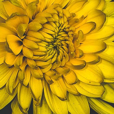Macro Shot Of Chrysanthemum 