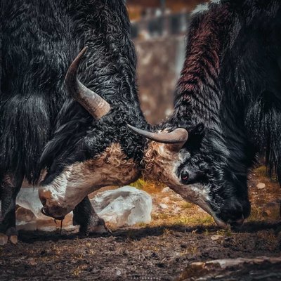 The duel 