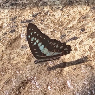 Beautiful Butterfly 