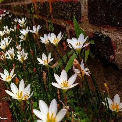 Lily air