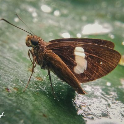 Notocrypta paralysos